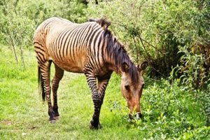 ' Zabroids ' ' male horse and the female zebra sex ' ' male horse and zebra baby '