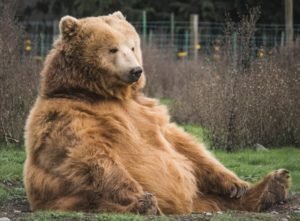 ' bear ' ' bears ' ' bears animal ' ' chicago bears '